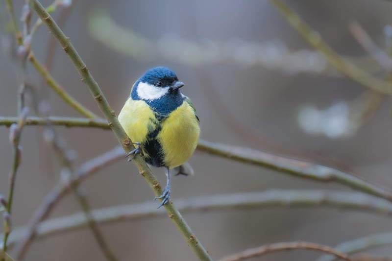 Bird Watching Kit