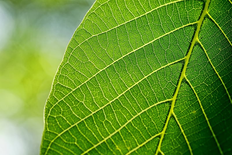Leafy Design 2