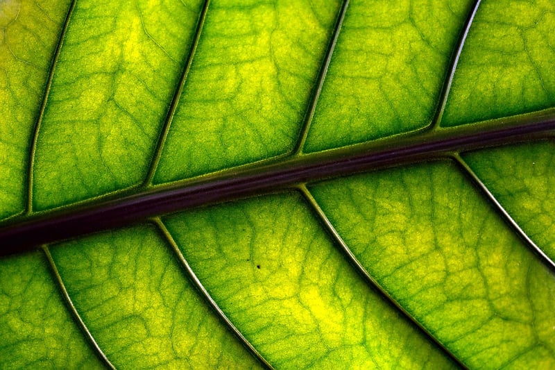 Leaf Decor